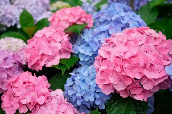 Гортензія догляд, види та сорти