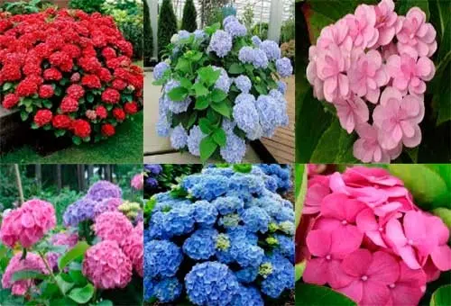 Гортензія крупнолиста або Садова (Нydrangea macrophylla)
