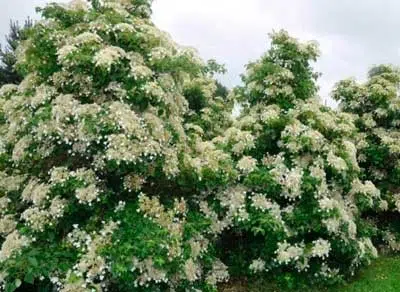 Гортензія черешкова (Нydrangea petiolaris)