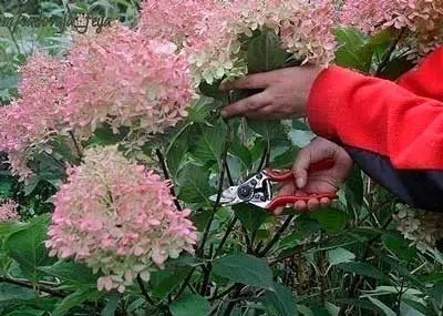 Коли обрізати гортензії?