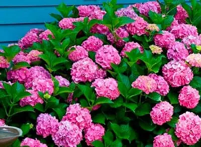 Весняна обрізка