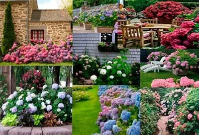 Де застосовувати в саду?