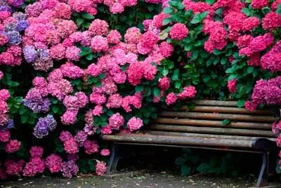 Гортензія догляд