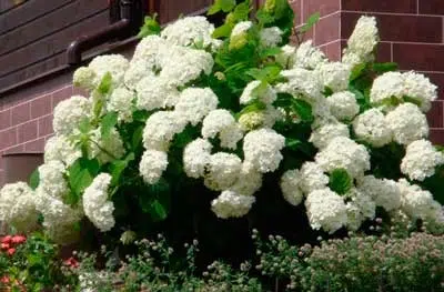 Суцвіття гортензії