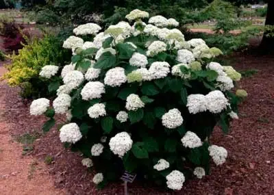 Гортензія деревоподібна (Нydrangea arborescens)