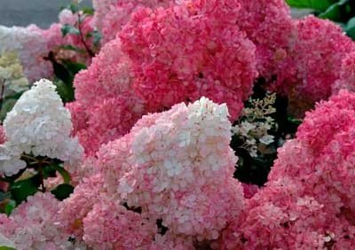 Гортензія волотиста (Нydrangea paniculata)